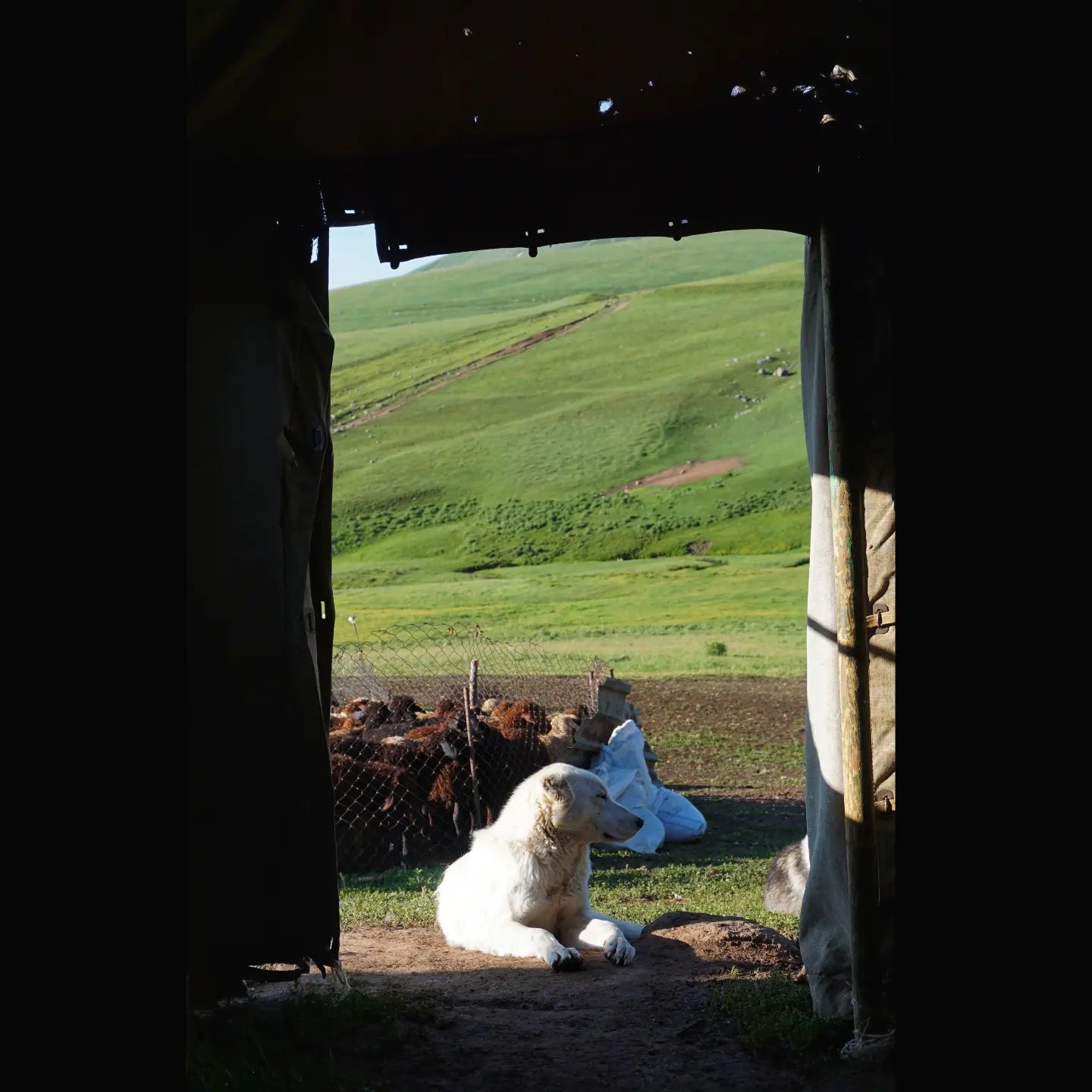 A photograph looking out through the door of a nomad tent towards a sheepdog sitting in the doorway with a sheep pen and grassy hill in the background.