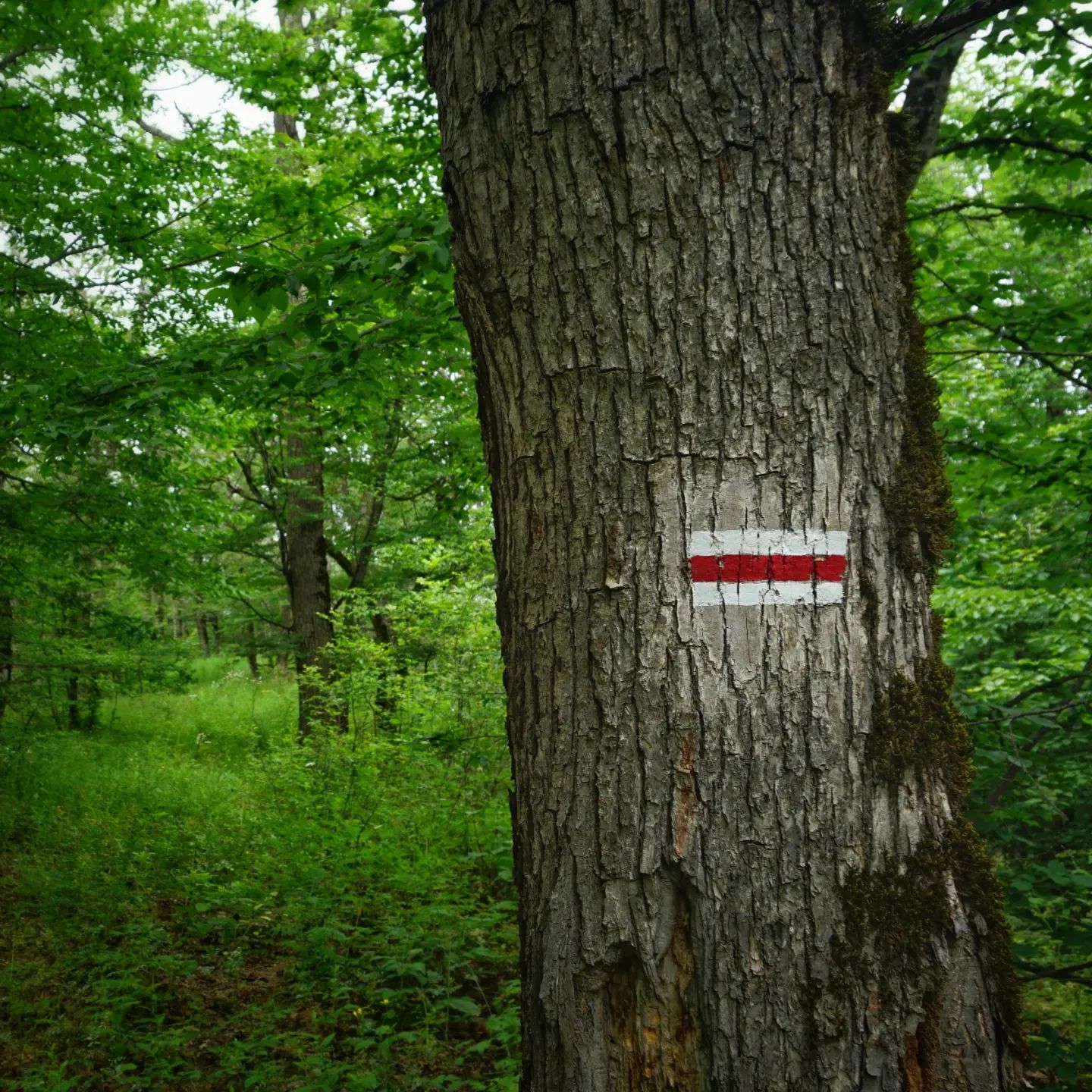 A photograph of a TCT trail blaze, consisting of white-red-white horizontal strips, on a tree.