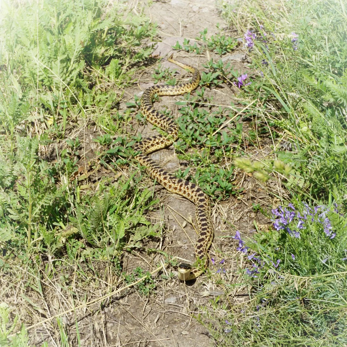 A photograph of a large yellow and black snake slithering towards the camera along a path, with its head slightly raised.