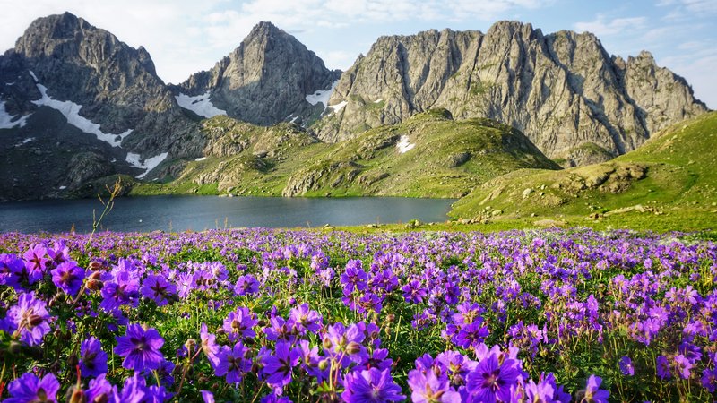Una fotografía de (el Lago) Tobavarchkhili tomada desde la orilla norte mirando hacia el sur hacia un borde montañoso, con flores silvestres moradas en primer plano.
