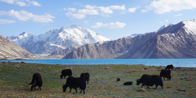 A photograph of a herd of black yaks grazing on the grassy shore of a lake. The lake water is opaque turquoise. The far shore of the lake has a series of rocky mountain ridges, topped with snow. The sky is mostly clear.